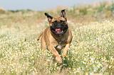 BULLMASTIFF 181